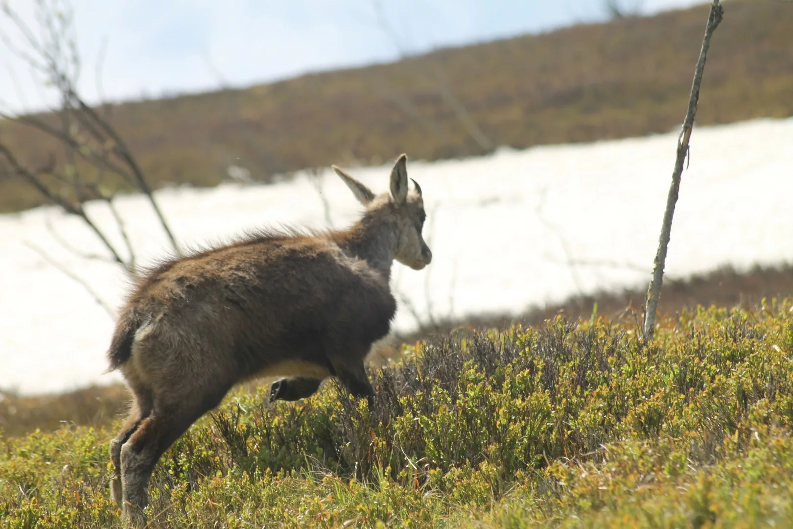 Un chamois qui court sur les chaumes vosgiennes