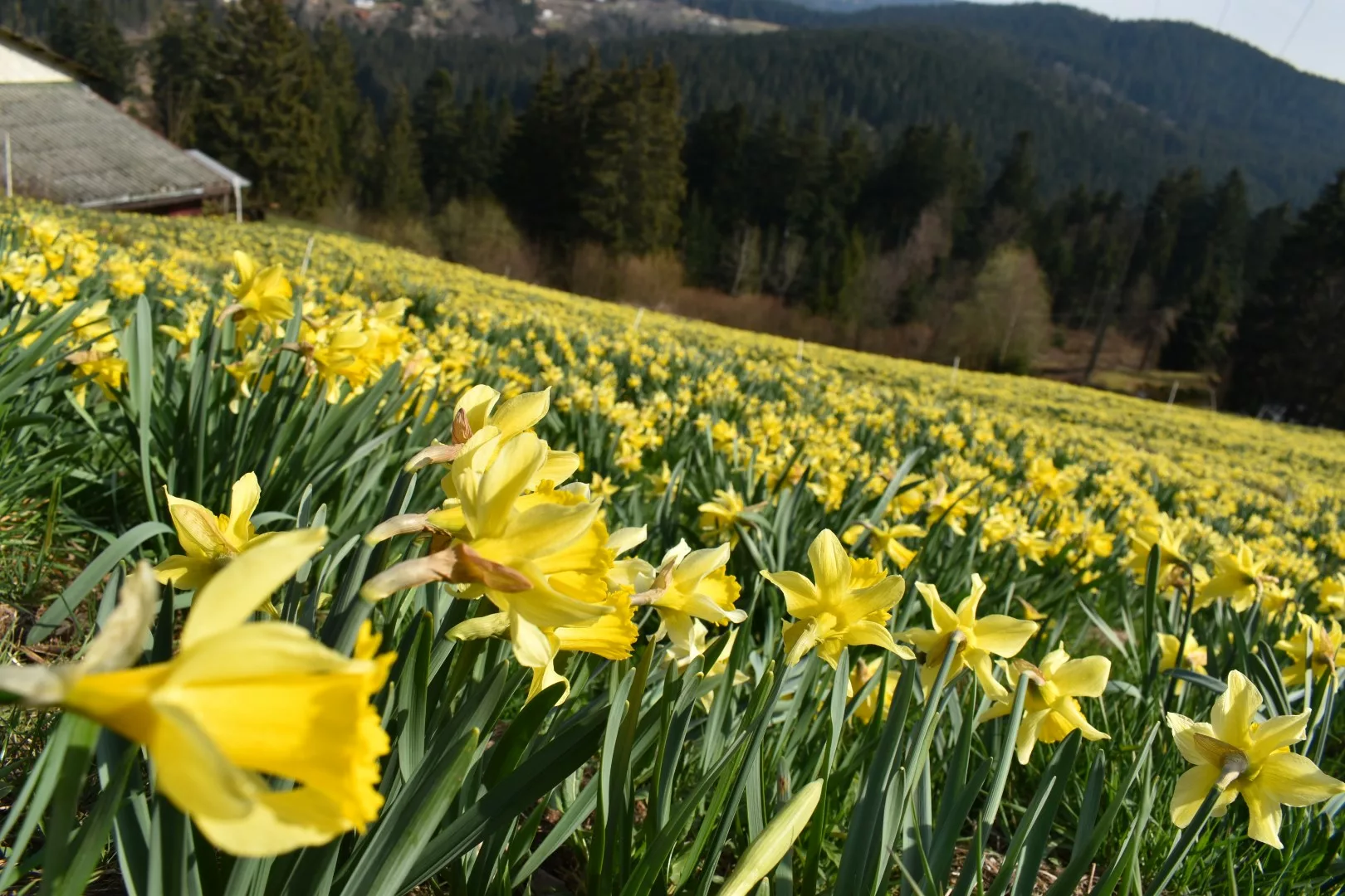 champ de jonquilles à Gérardmer