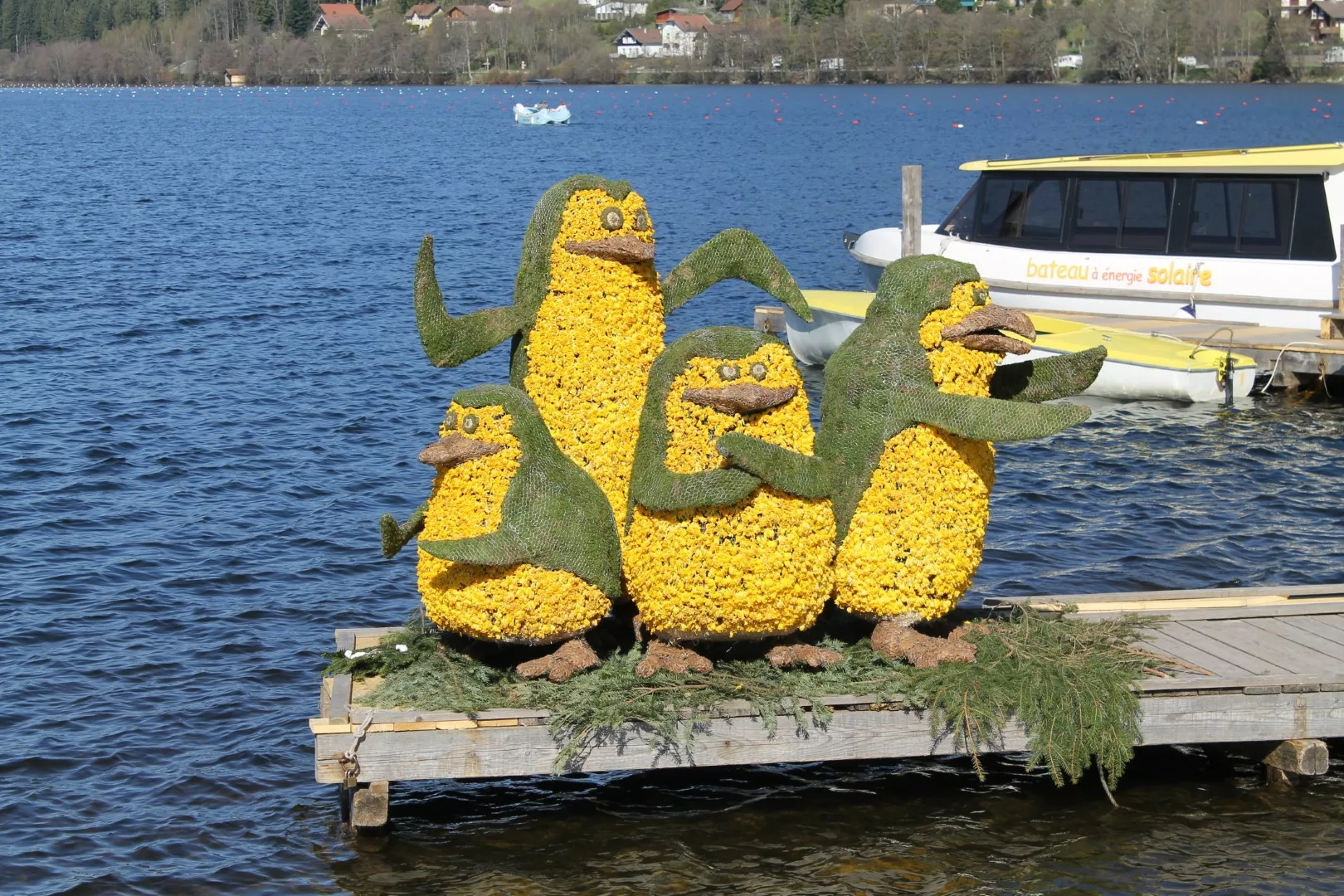 sujet de jonquilles sur le lac de Gérardmer